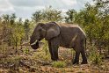 064 Kruger National Park, olifant